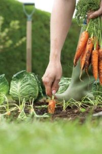 Winter Crops for Subtropical Gardens Image